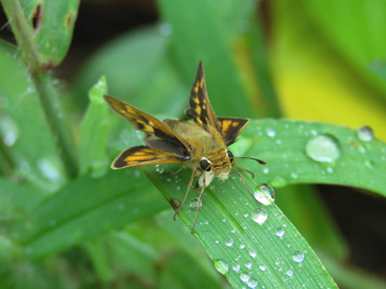 Fiery Skipper female